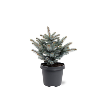 Picea pungens 'Glauca Globosa' F00007939
