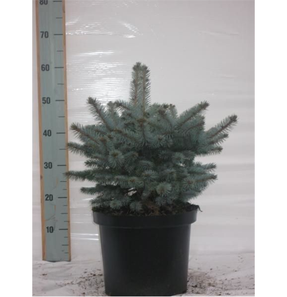 Picea pungens 'Glauca Globosa' F00005403