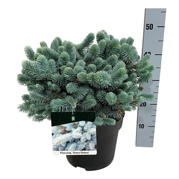 Picea pungens 'Glauca Globosa' F00007966