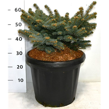 Picea pungens 'Glauca Globosa' F00006343