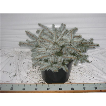 Picea pungens 'Glauca Globosa' F00005404