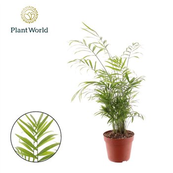Chamaedorea elegans 26 pp 55cm 14cm Q2333