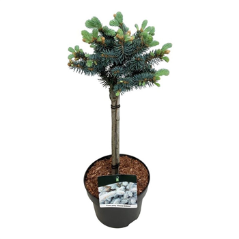 Picea pungens 'Glauca Globosa' F00007417