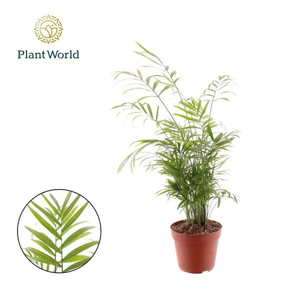 Chamaedorea elegans 26 pp 55cm 14cm Q2333