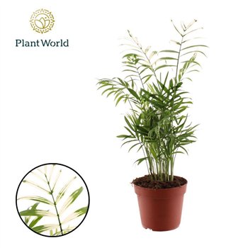Chamaedorea elegans Variegata 26 pp 55cm 14cm Q2334