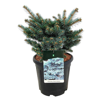 Picea pungens 'Glauca Globosa' F00008248