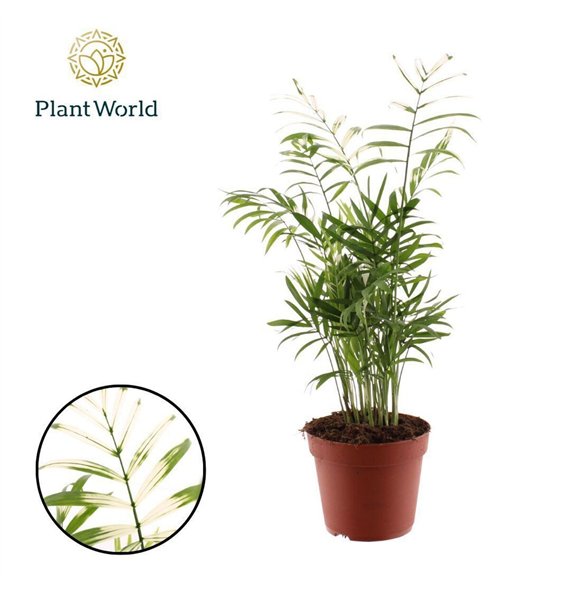 Chamaedorea elegans Variegata 26 pp 55cm 14cm Q2334