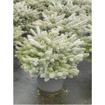 Picea pungens 'Glauca Globosa' F00005405
