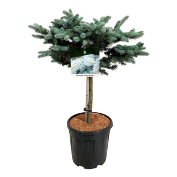 Picea pungens 'Glauca Globosa' F00006245