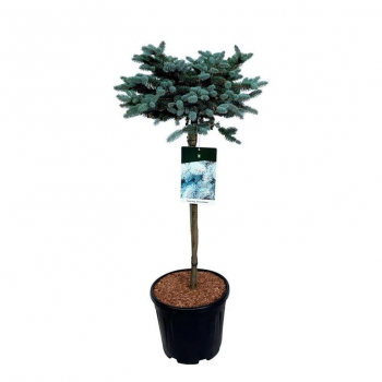 Picea pungens 'Glauca Globosa' F00007097