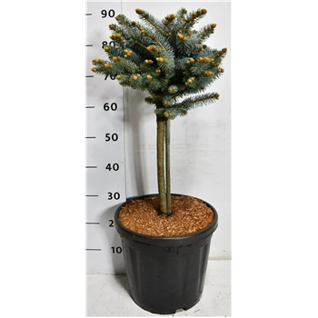 Picea pungens 'Glauca Globosa' F00007983