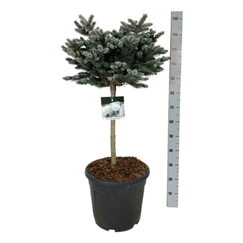 Picea pungens 'Glauca Globosa' F00007348