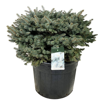 Picea pungens 'Glauca Globosa' F00007477