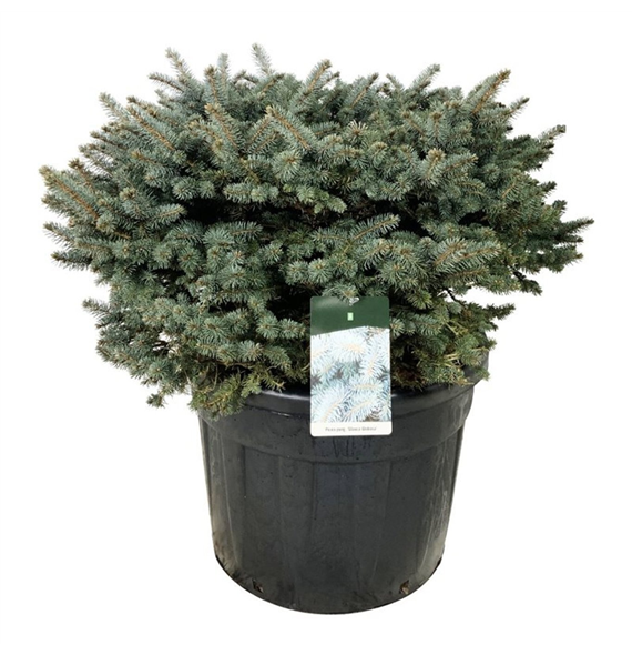 Picea pungens 'Glauca Globosa' F00007477