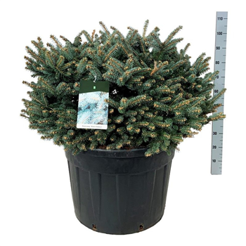 Picea pungens 'Glauca Globosa' F00007493