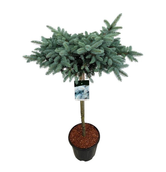 Picea pungens 'Glauca Globosa' F00007158