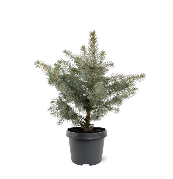 Picea pungens 'Glauca' F00007936