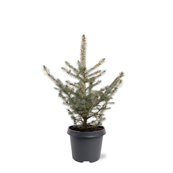 Picea pungens 'Glauca' F00007937