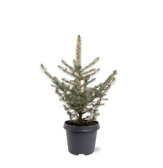 Picea pungens 'Glauca' F00007937