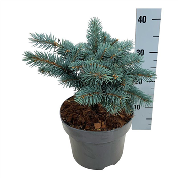 Picea pungens 'Karpaten' -R- F00006234