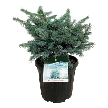 Picea pungens 'Karpaten' -R- F00006243