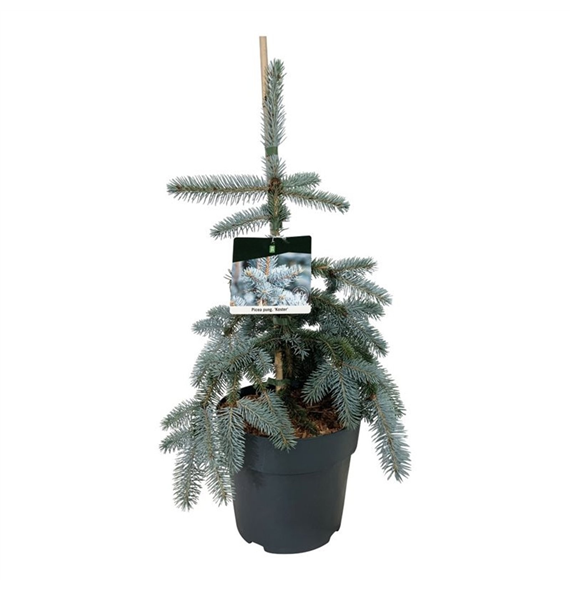 Picea pungens 'Koster' F00007520