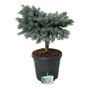 Picea pungens 'Karpaten' -R- F00006236