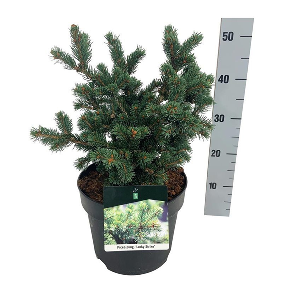 Picea pungens 'Lucky Strike' F00007498