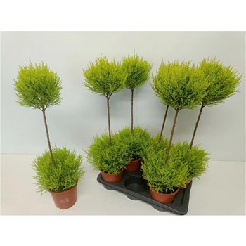 Cipresa macr  goldcrest wilma Duobol 80cm 17cm Q2457