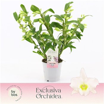 Dendrobium nob  spring dreamstarclass apollon Nobilé Apollon Wild 5+ stems Exclusiva Orchidea 60 fl 5 plnt 30cm 12cm Q2468