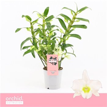 Dendrobium nob  spring dreamstarclass apollon Nobilé Apollon Wild 3+ stems Orchid Collection 35 fl 3 plnt 30cm 12cm Q2469