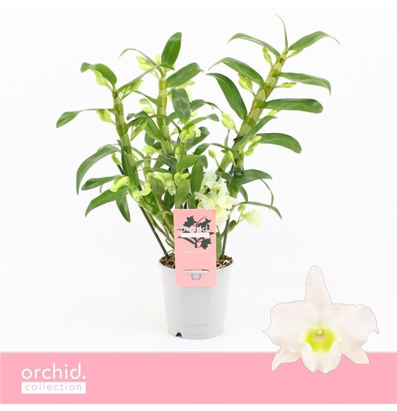 Dendrobium nob  spring dreamstarclass apollon Nobilé Apollon Wild 3+ stems Orchid Collection 35 fl 3 plnt 30cm 12cm Q2469