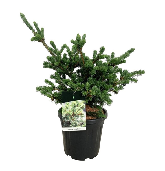 Picea pungens 'Lucky Strike' F00007689