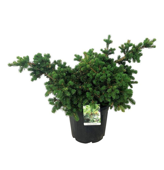 Picea pungens 'Lucky Strike' F00006240