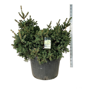 Picea pungens 'Lucky Strike' F00007476