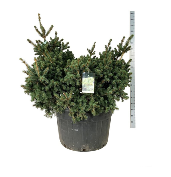 Picea pungens 'Lucky Strike' F00007476
