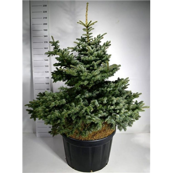Picea pungens 'Montgomery' F00006102