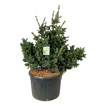 Picea pungens 'Lucky Strike' F00007480