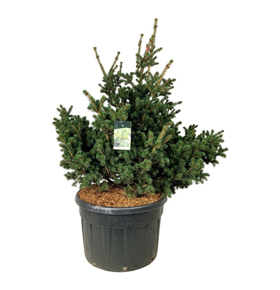 Picea pungens 'Lucky Strike' F00007480
