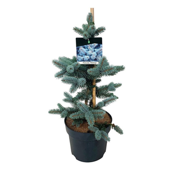 Picea pungens 'Oldenburg' F00007513