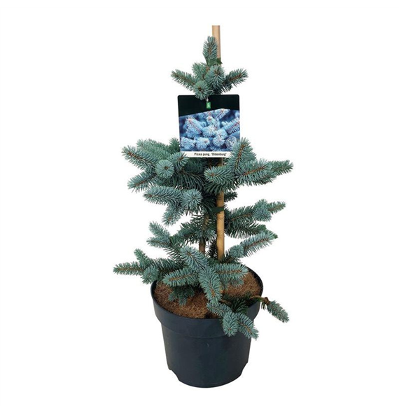 Picea pungens 'Oldenburg' F00007513
