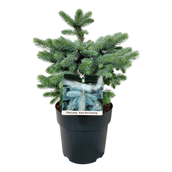 Picea pungens 'Super Blue Seedling' F00007461