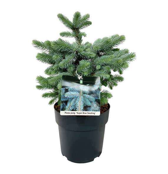 Picea pungens 'Super Blue Seedling' F00007461