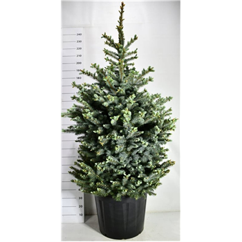 Picea pungens 'Super Blue' F00007792