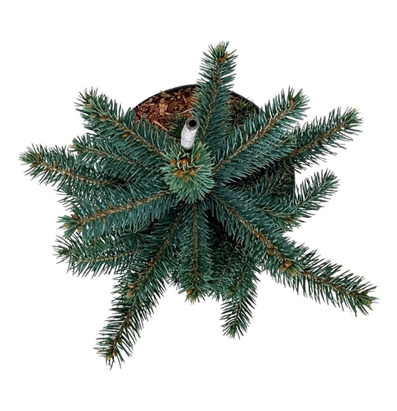 Picea pungens Super Blue F00007346
