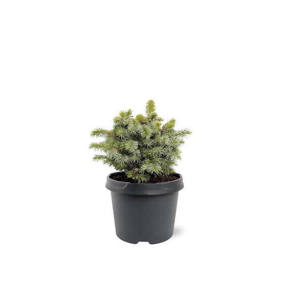 Picea sitchensis 'Tenas' F00008262
