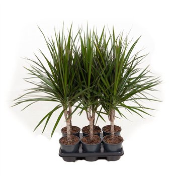 Dracena marginata Marginata 15cm stem P131 pp 60cm 13cm Q2603