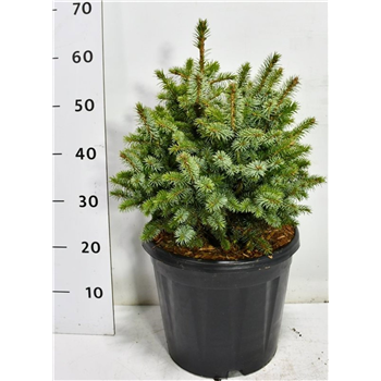 Picea sitchensis 'Tenas' F00006139