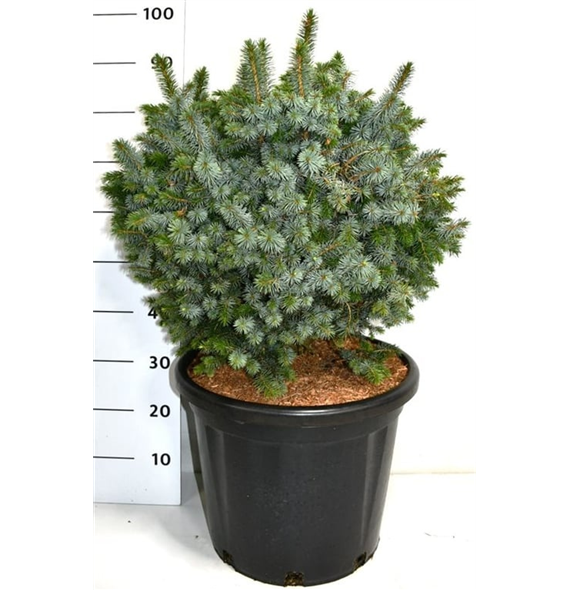 Picea sitchensis 'Tenas' F00006135