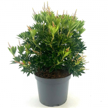 Pieris japonica 'Debutante' F00008344